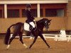 dressage horse Cloud Dancing HH (German Riding Pony, 2002, from FS Cocky Dundee)