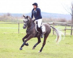 dressage horse Proud Flash HH (German Riding Pony, 2005, from Potter)