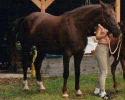 broodmare Kaifa (Württemberger, 1981, from Kalauer)