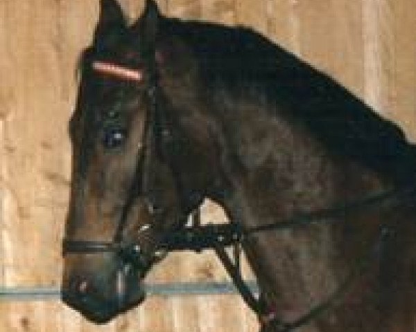 horse Kerry (Württemberger, 1983, from Kalauer)