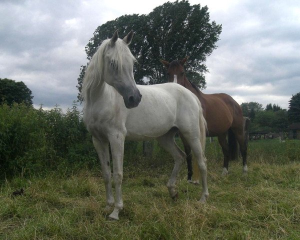 broodmare Graczia ox (Arabian thoroughbred, 1991, from Ibn Halima ox)