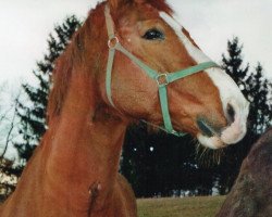 horse Gordeaux (Württemberger, 1990, from Gepard)