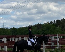 dressage horse Fiorino D'Oro (Hanoverian, 2013, from Fürstenball)