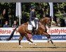 dressage horse Lamantia (Hanoverian, 2014, from Lorenzio 2)