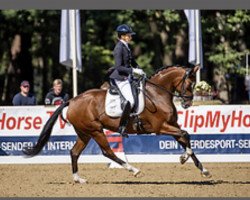 dressage horse Lamantia (Hanoverian, 2014, from Lorenzio 2)