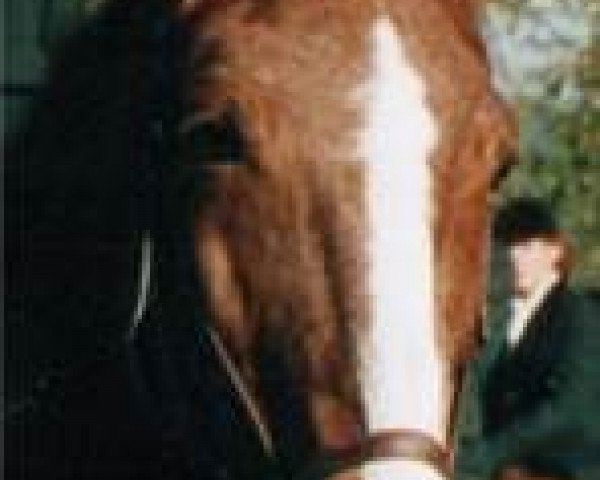 broodmare L'Amour (Württemberger, 1973, from Lotos)