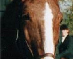 broodmare L'Amour (Württemberger, 1973, from Lotos)