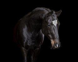 dressage horse Thamara R (Trakehner, 2008, from Hohenstein I)