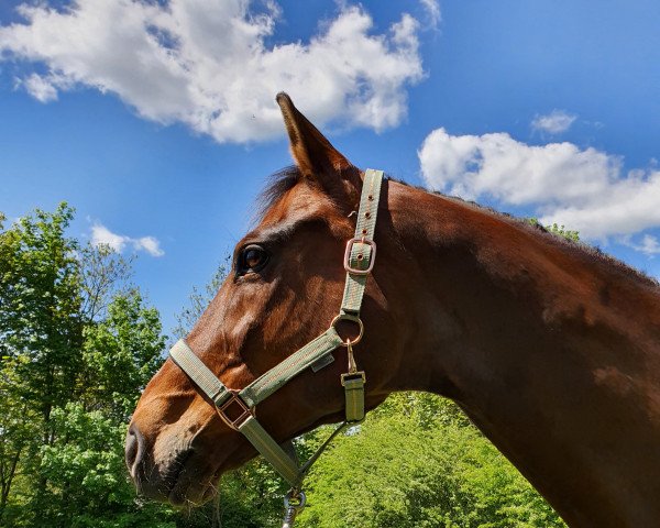 dressage horse Elbfeuer 3 (Trakehner, 2006, from Cornus)