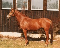 Pferd Alladin (Württemberger, 1979, von Airfunk)