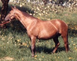 broodmare Ilexa (Württemberger, 1964, from Ilmengrund)