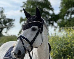 horse Sally (Oldenburg show jumper, 2005, from Caritano Z)