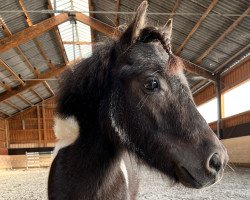 horse Zébulon du Cret (Shetland Pony, 2018)