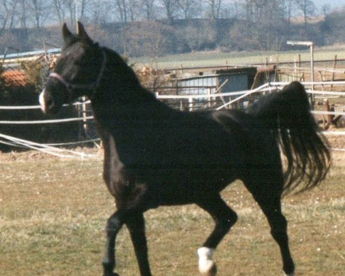 Pferd Grandezza (Württemberger, 1990, von Ganymed I)
