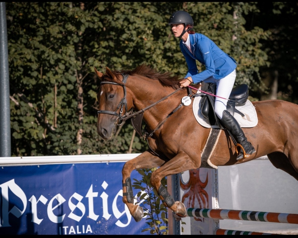 stallion Unbekannt (unknown,  )