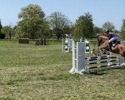 jumper Balu (German Warmblood, 2010)