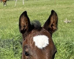 Springpferd Cassiodor II Z (Zangersheide Reitpferd, 2022, von Caballus Z)