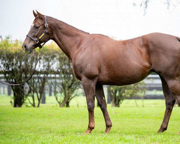 broodmare Alberton Park xx (Thoroughbred, 2006, from Thorn Park xx)