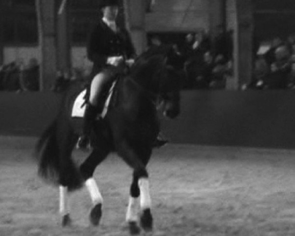 dressage horse Sandro Noir (Westphalian, 2002, from Sandro Hit)