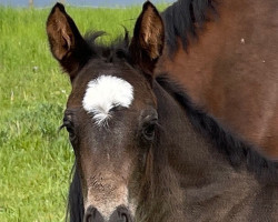 Springpferd Claudius Z (Zangersheide Reitpferd, 2022, von Caballus Z)