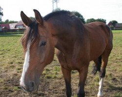 horse Corrado 76 (Oldenburg, 1996, from Cordial Medoc)