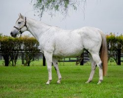 broodmare Chik Chik Boom xx (Thoroughbred, 2007, from Thorn Park xx)