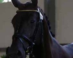 broodmare Lolita (Oldenburg, 2003, from Landor S)