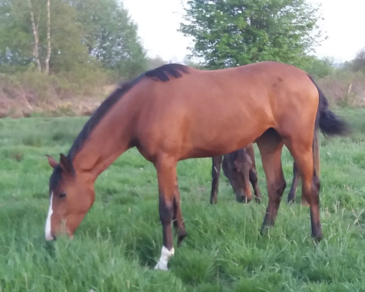 jumper Ariel (Hanoverian, 2018, from Action Blue)