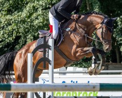 jumper Amir D (German Sport Horse, 2015, from Acordelli)