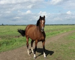 jumper Betty Balou 13 (Hanoverian, 2014, from Balou du Rouet)