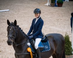 jumper Contendro`s Charmeur (Oldenburg show jumper, 2011, from Contendros 2)