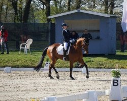 dressage horse Arkadio (Westphalian, 2014, from All At Once)