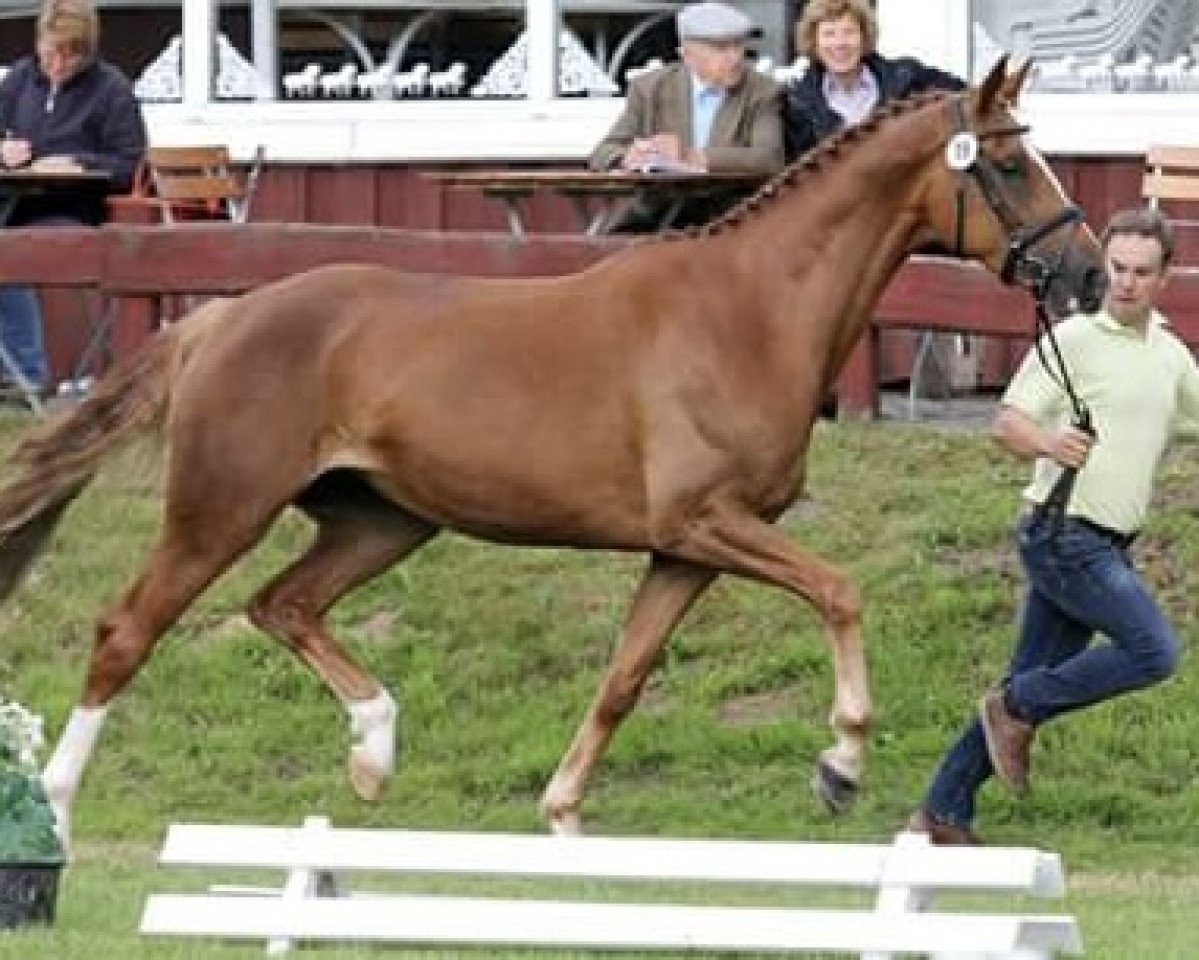 Zuchtstute Walencia (Hannoveraner, 2012, von Weltregent H)