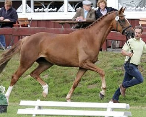 broodmare Walencia (Hanoverian, 2012, from Weltregent H)