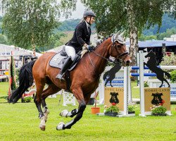 jumper The Hummer (KWPN (Royal Dutch Sporthorse), 2012, from Don Schufro)