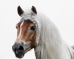 stallion Stand Men -S (Aveligneser / Italian Haflinger, 2012, from Storm)