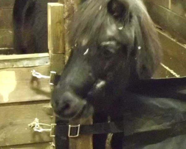 Pferd Manni A 1567 H (Shetland Pony, 1984, von Arcos A 248 DDR)