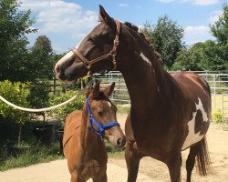 dressage horse Enjah (Rhinelander, 2020, from Erdinger)