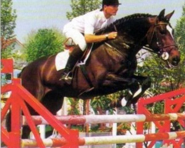 jumper Cascadeur (Holsteiner, 1985, from Caletto II)