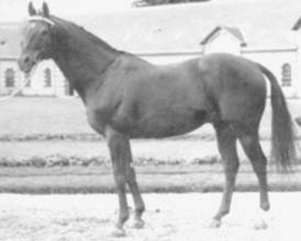 stallion Un Prince xx (Thoroughbred, 1960, from El Relicario xx)