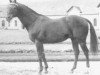 stallion Un Prince xx (Thoroughbred, 1960, from El Relicario xx)