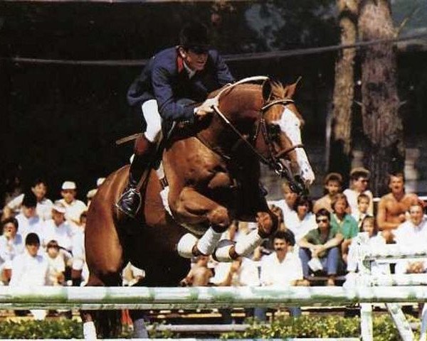 stallion Galant de la Cour (Selle Français, 1972, from Un Prince xx)