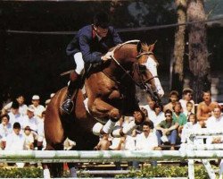 Deckhengst Galant de la Cour (Selle Français, 1972, von Un Prince xx)