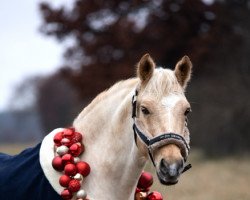 dressage horse Magic Dream's Golden Starlight (German Riding Pony, 2014, from Golden Game Boy)