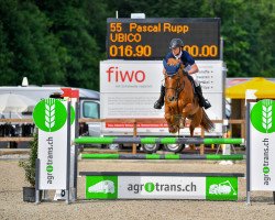 jumper Ubico (+) (Oldenburg show jumper, 2014, from Up To Date)