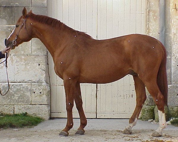 stallion Talent Platiere (Selle Français, 1985, from Galant de la Cour)