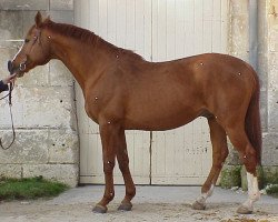 stallion Talent Platiere (Selle Français, 1985, from Galant de la Cour)