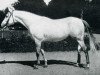 stallion Sumbeam AA (Anglo-Arabs, 1962, from Israel AA)