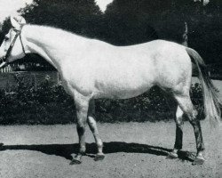 stallion Sumbeam AA (Anglo-Arabs, 1962, from Israel AA)