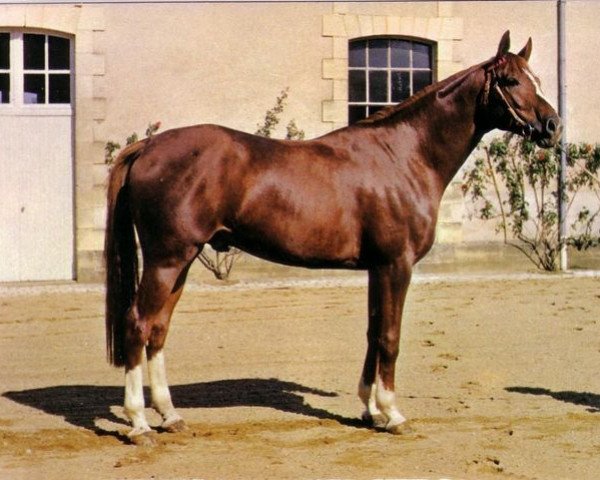 stallion Votez Bien AA (Anglo-Arabs, 1973, from Sumbeam AA)